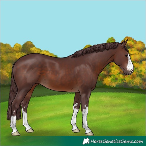 Horse Color:Chocolate Brown 