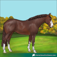 Horse Color:Chocolate Brown 