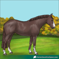Horse Color:Chocolate Black