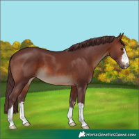 Horse Color:Chocolate Brown
