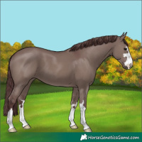 Horse Color:Chocolate Grullo