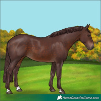 Horse Color:Chocolate Brown