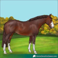 Horse Color:Chocolate Brown