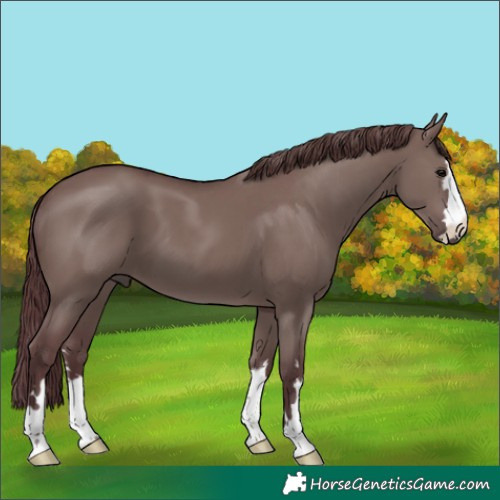 Horse Color:Chocolate Grullo 