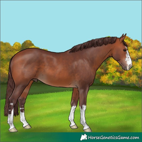 Horse Color:Chocolate Bay 
