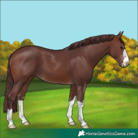 Horse Color:Chocolate Brown