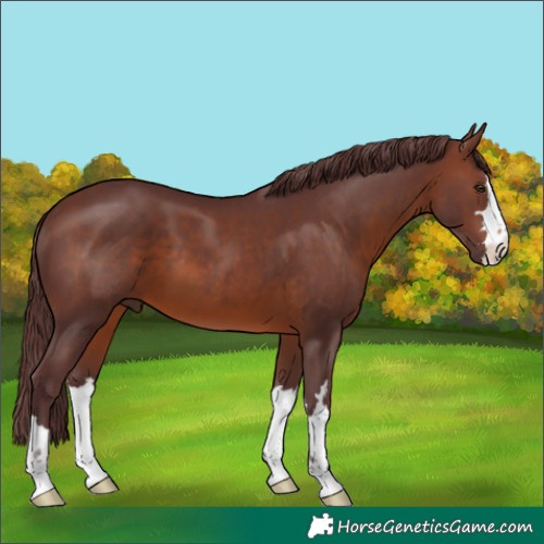 Horse Color:Chocolate Brown
