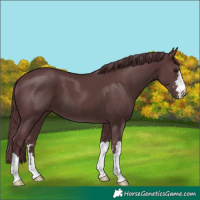 Horse Color:Chocolate Black 