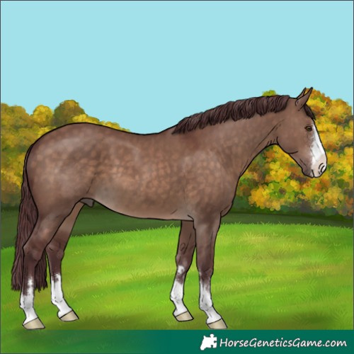 Horse Color:Chocolate Brown Dun