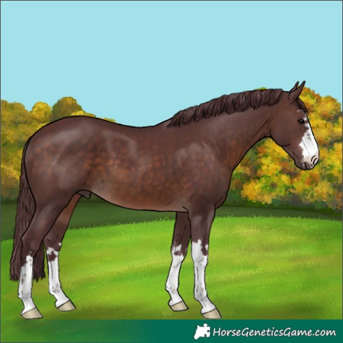 Horse Color:Chocolate Brown 