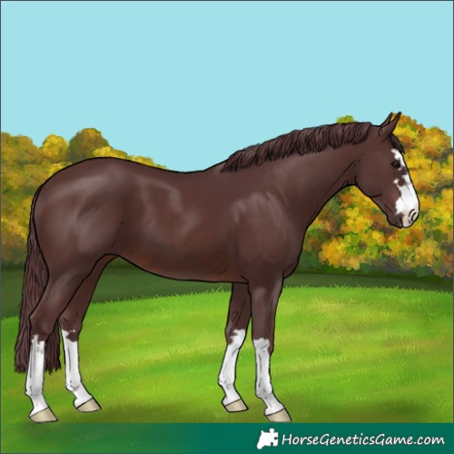 Horse Color:Chocolate Brown