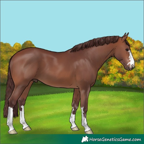 Horse Color:Chocolate Brown 