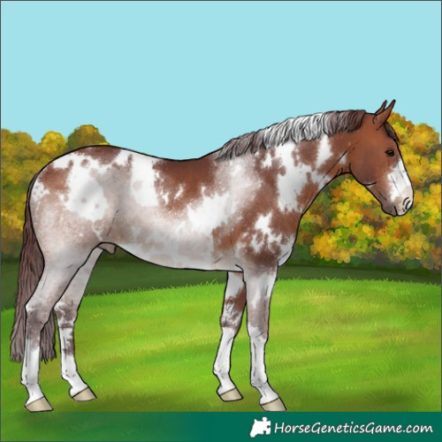 Horse Color:White Spotted Chocolate Brown 