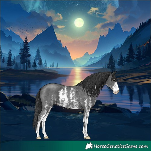 Horse Color:Black Sabino Rabicano