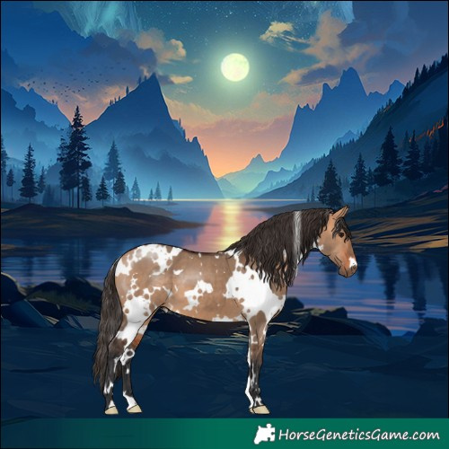 Horse Color:White Spotted Bay Dun 