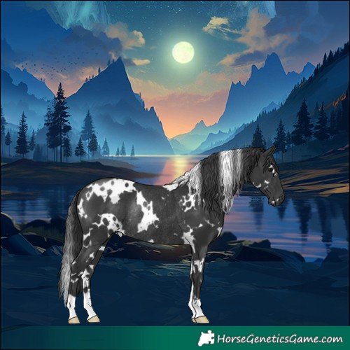 Horse Color:White Spotted Black Rabicano 