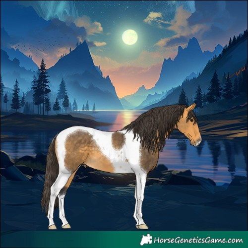 Horse Color:Buckskin Tobiano