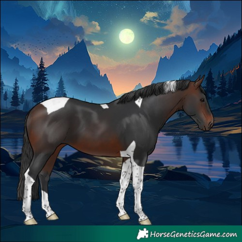 Horse Color:Brown Tobiano 