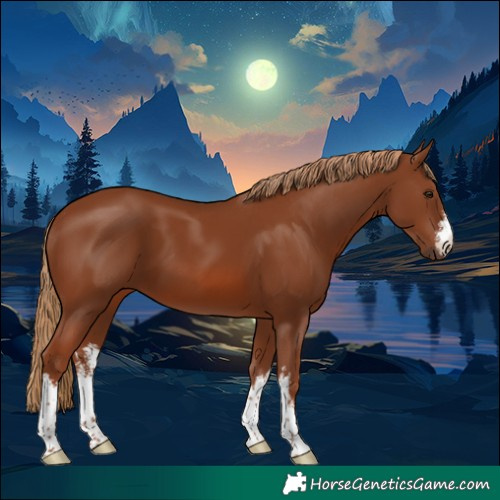 Horse Color:White Spotted Chestnut 
