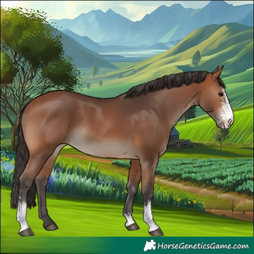 Horse Color:Bay Sabino