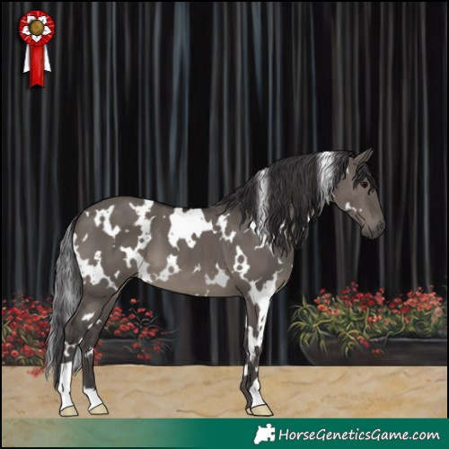 Horse Color:White Spotted Smoky Grullo 