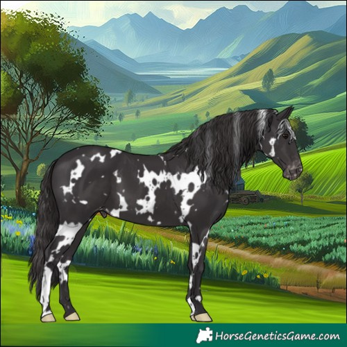 Horse Color:White Spotted Smoky Black Appaloosa 