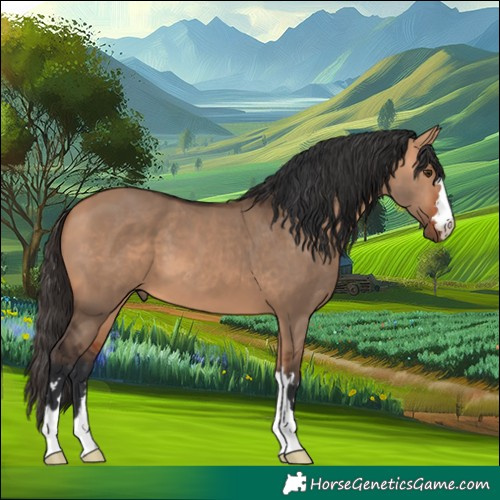 Horse Color:Bay Dun 