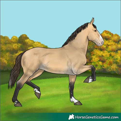 Horse Color:Buckskin Dun Splash