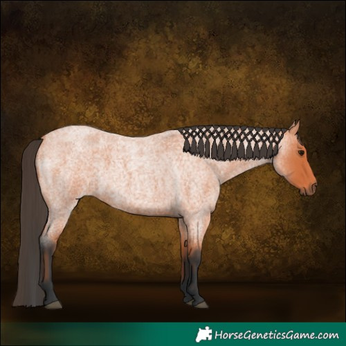 Horse Color:Bay Roan 