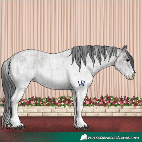 Horse Color:White Spotted Blue Roan Rabicano  and White Spotted Grullo Roan Rabicano 