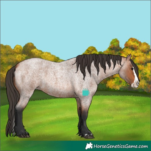 Horse Color:Bay Roan Splash 