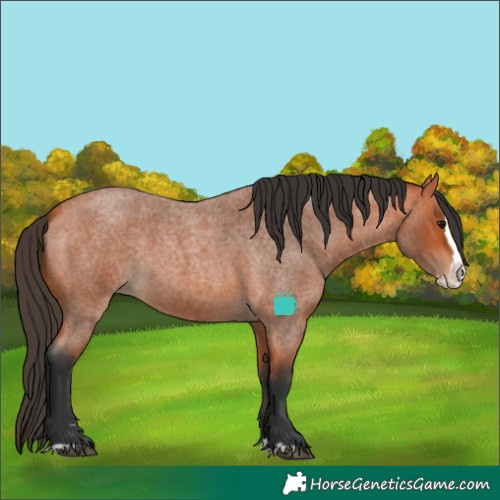 Horse Color:Bay Roan Splash 