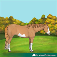 Horse Color:Chestnut Splash Frame