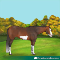 Horse Color:Bay Splash Frame