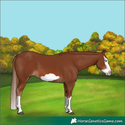 Horse Color:Chestnut Splash Frame 