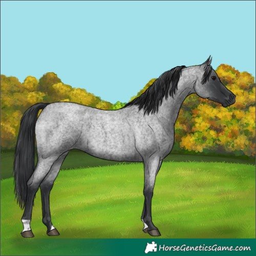 Horse Color:Blue Roan 