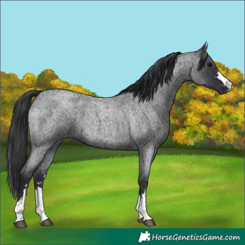 Horse Color:Blue Roan 