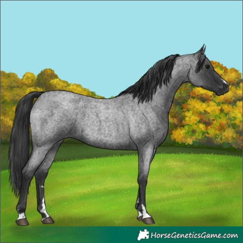 Horse Color:Blue Roan