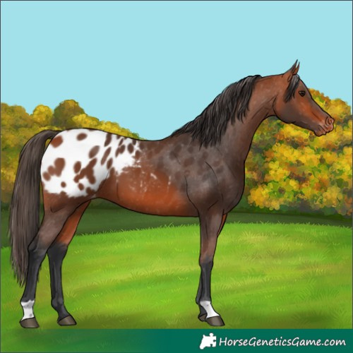Horse Color:Bay Appaloosa