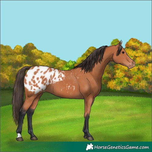 Horse Color:Bay Appaloosa 