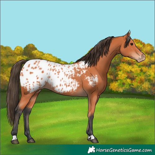 Horse Color:Bay Appaloosa 
