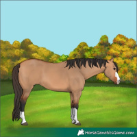 Horse Color:Bay Dun
