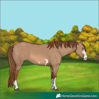 Horse Color:Red Dun