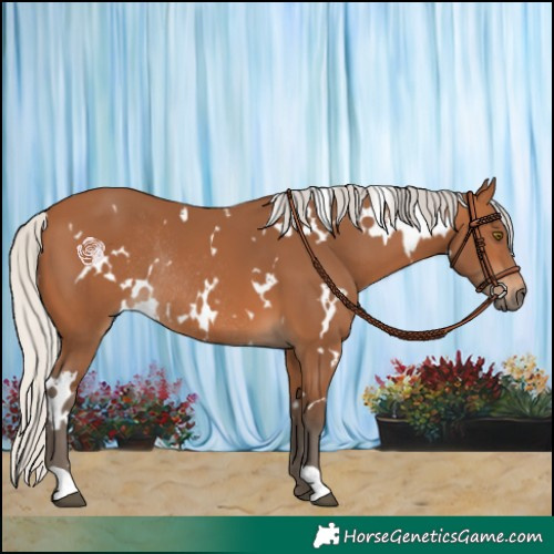 Horse Color:White Spotted Silver Bay Rabicano