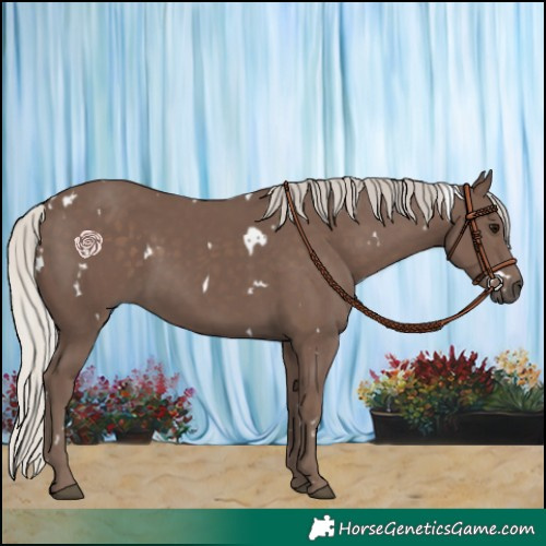 Horse Color:White Spotted Silver Black Rabicano 