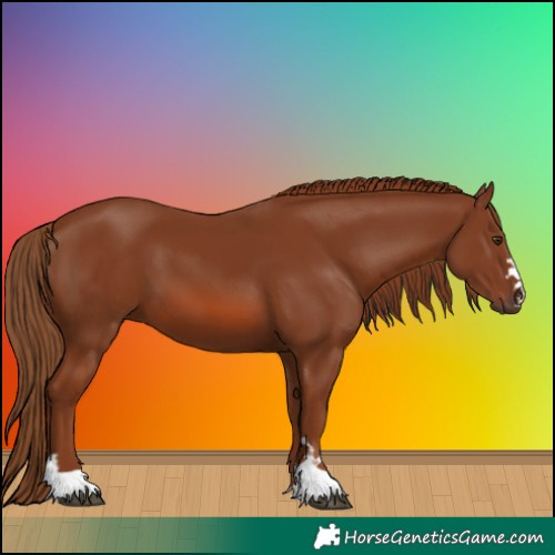 Horse Color:Chestnut 