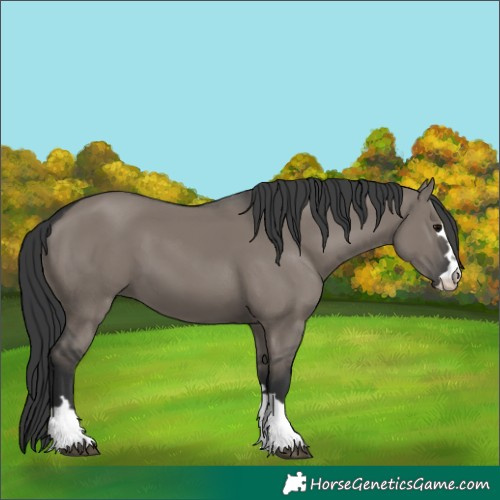 Horse Color:Grullo 
