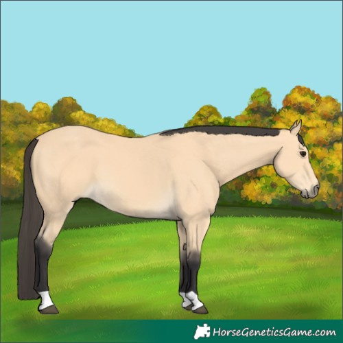 Horse Color:Buckskin 