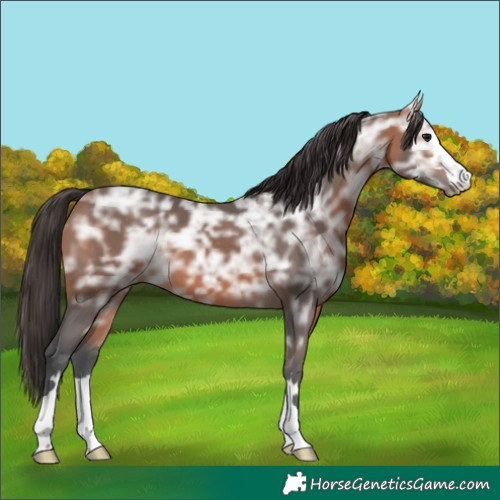Horse Color:Bay Ice
