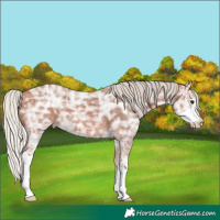 Horse Color:Silver Bay Ice Sabino 